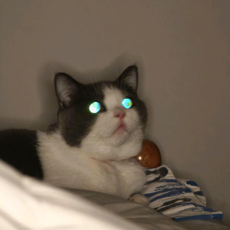 .洋