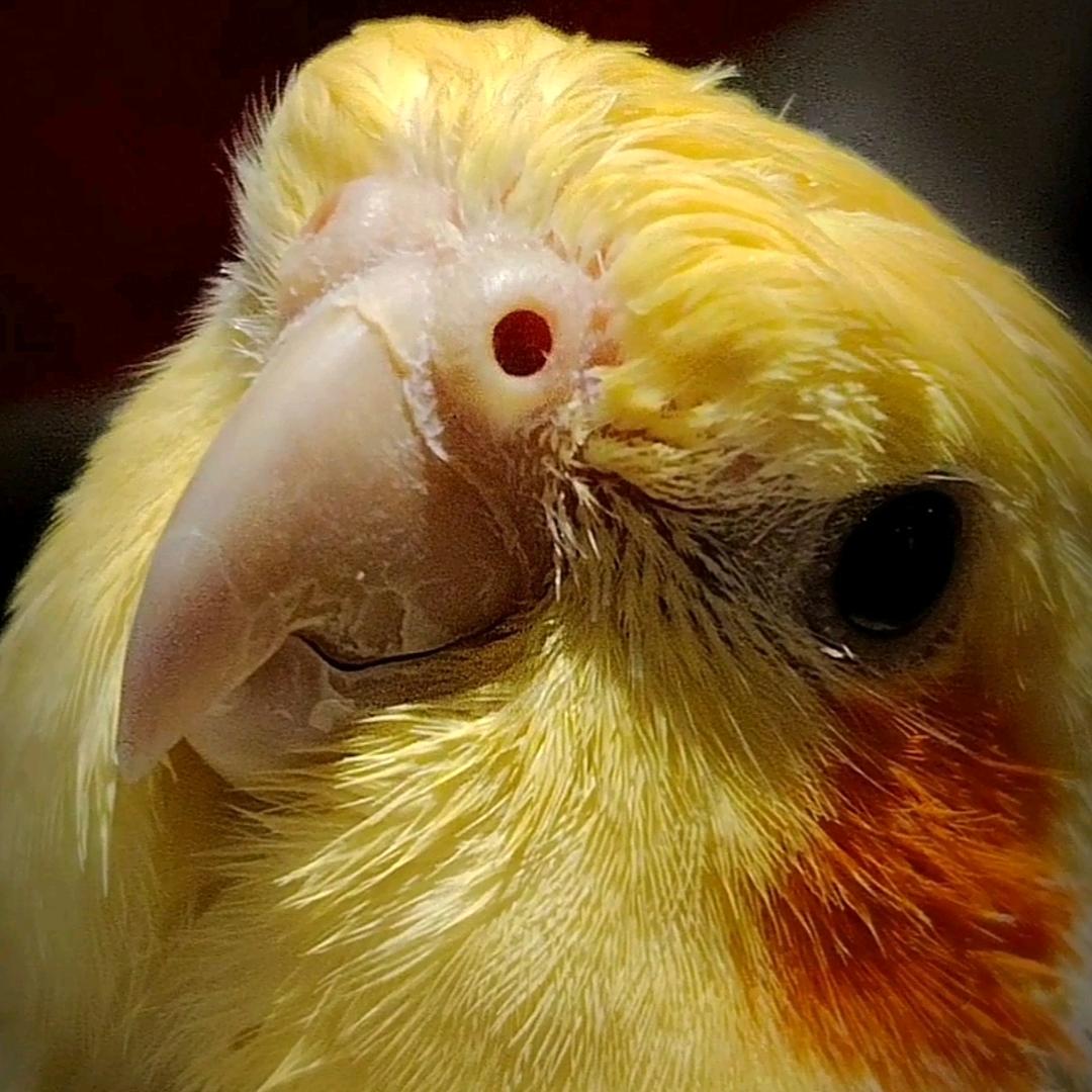 花鸟鱼虫缺一门