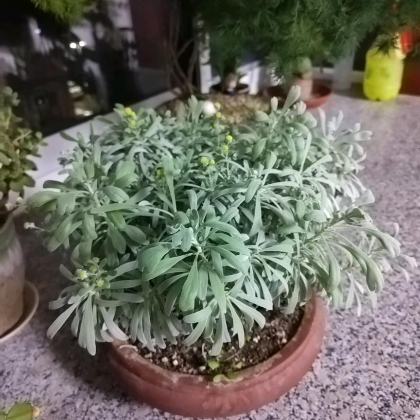 临朐利民驾校衣教练