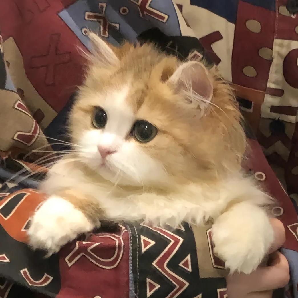达咩xx