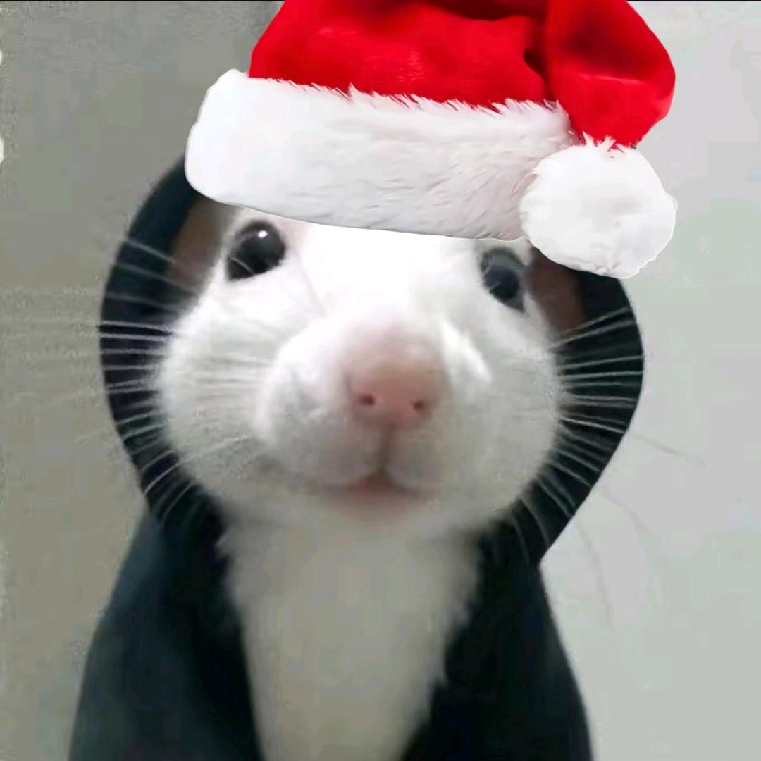 邪恶的鼠小王66