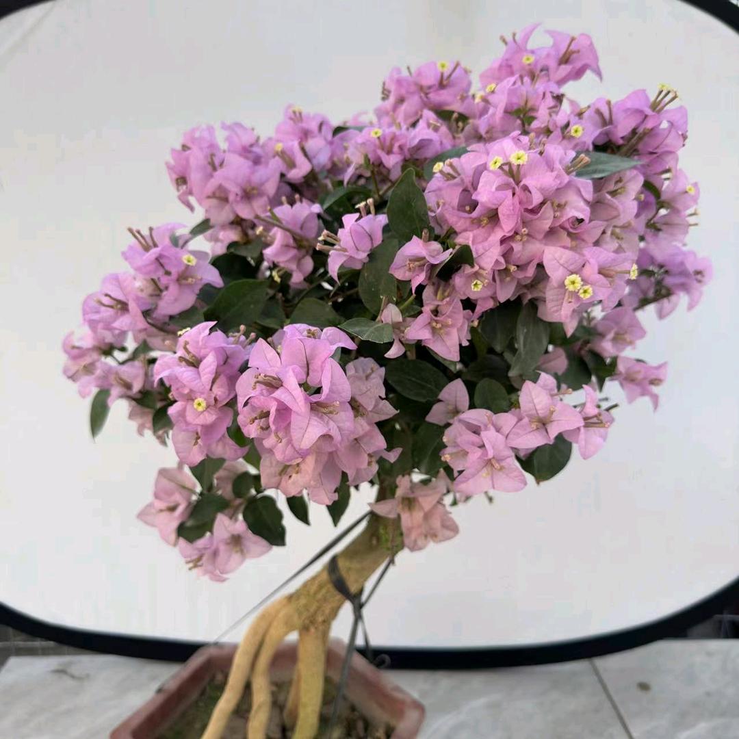 百花争艳（三角梅）
