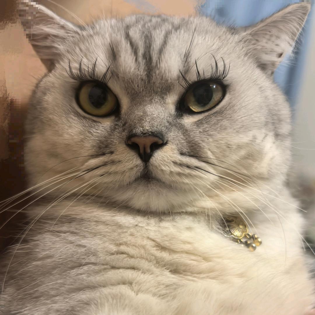 叮当猫🐱
