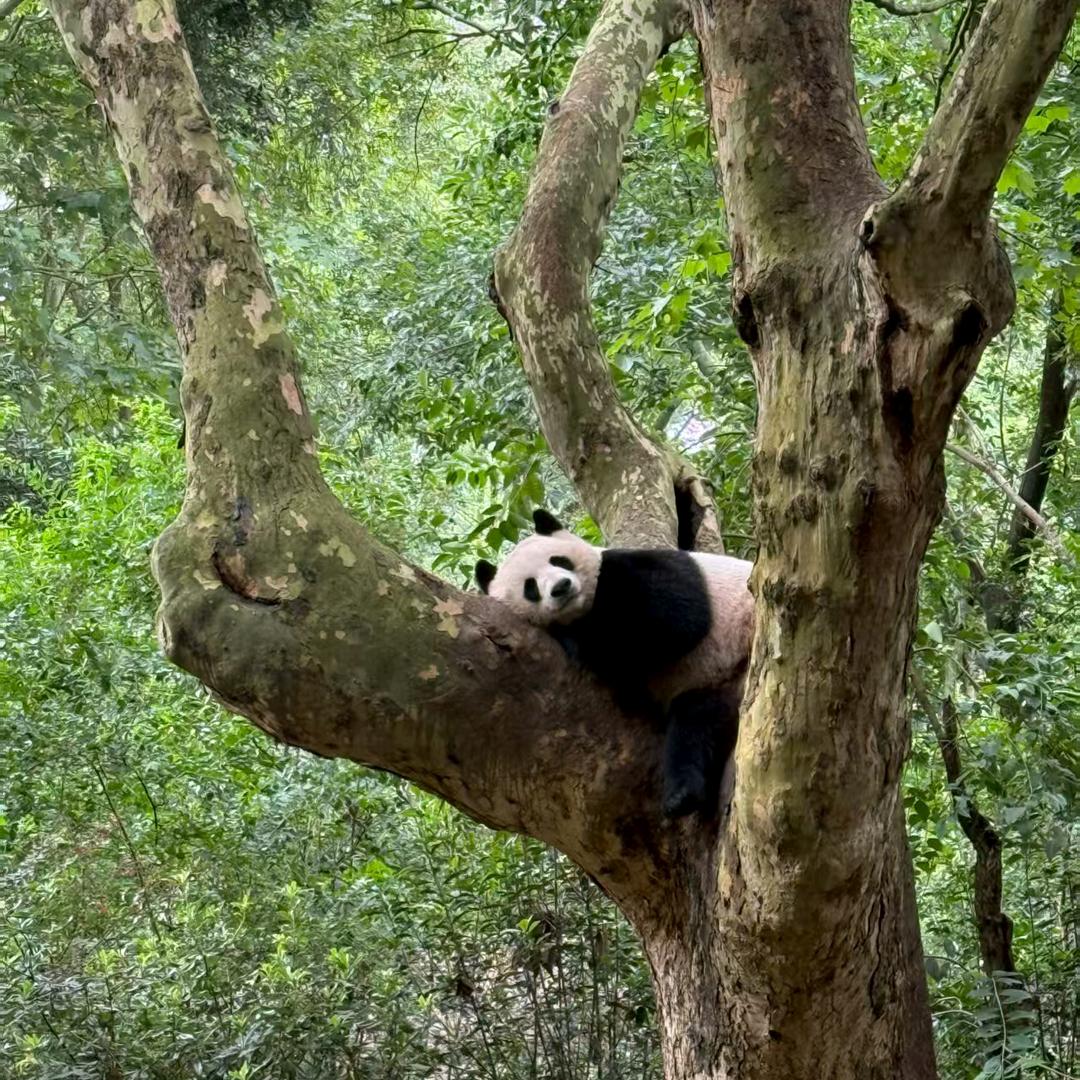 刚哥说种植
