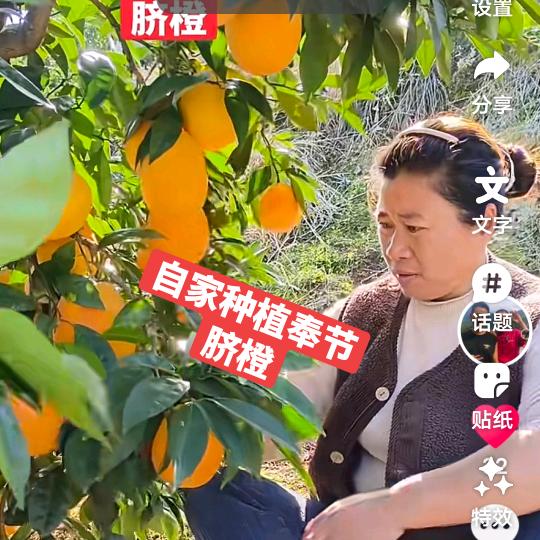 果农杨军奉节脐橙小号