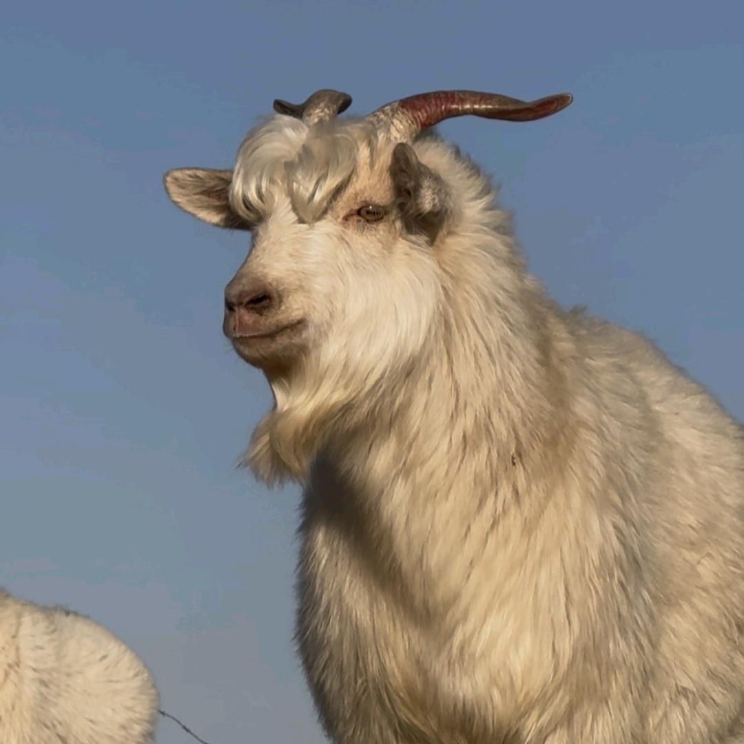 羊仔（牧民放羊娃）