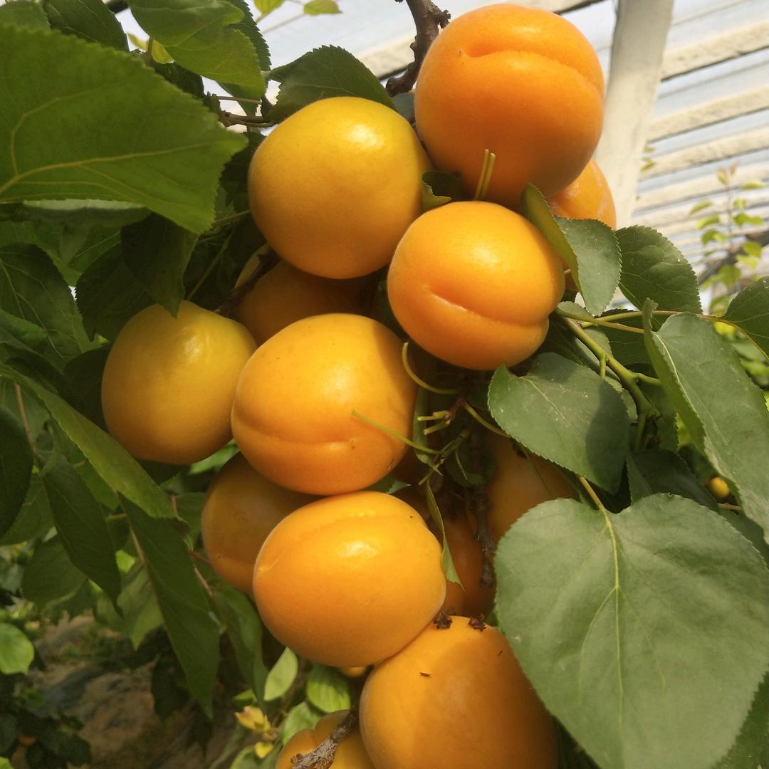 半亩田农产品供应