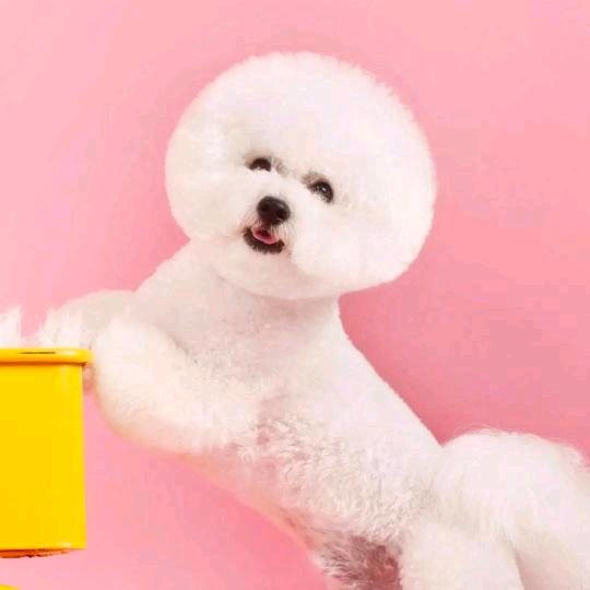 光州，小奶狗（单身）