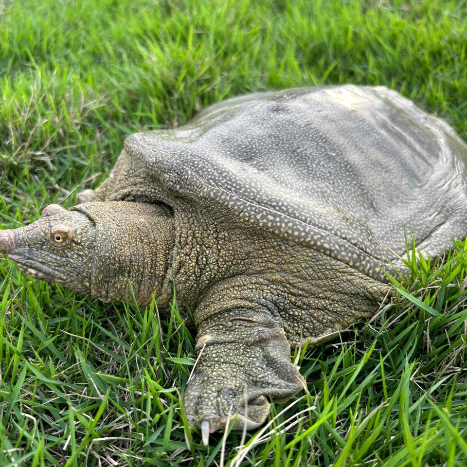 曾哥的生态甲鱼