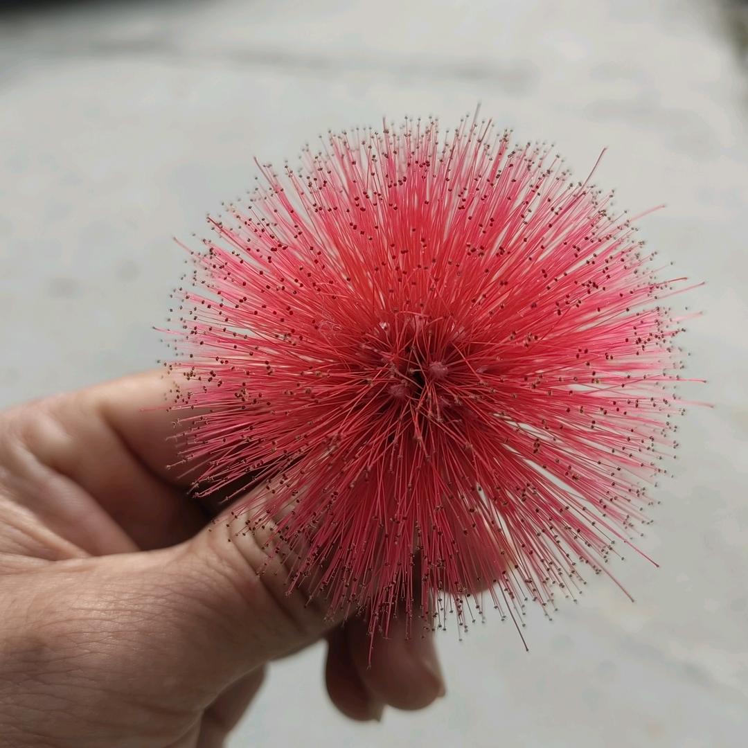 陈蒙厚爱