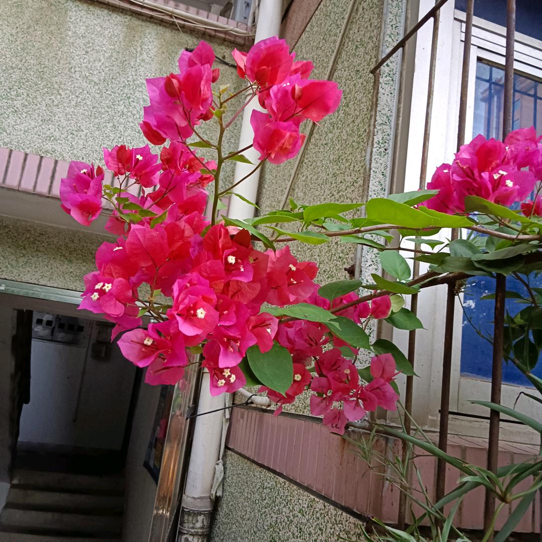 如意💕
