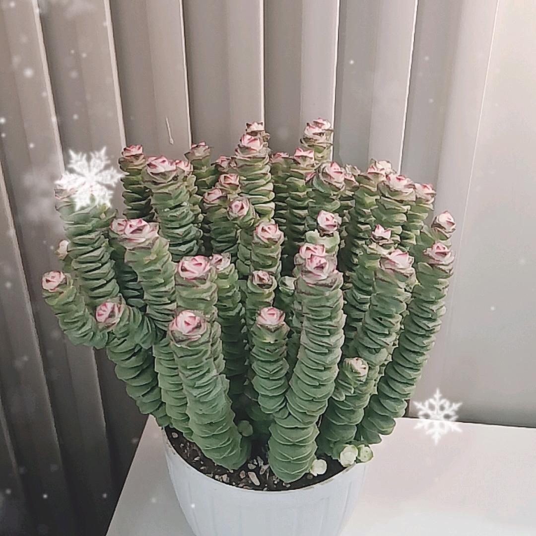 葡萄果果