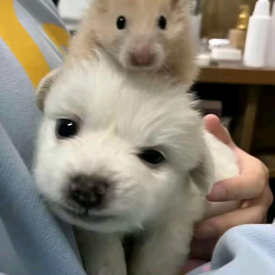 Pup
