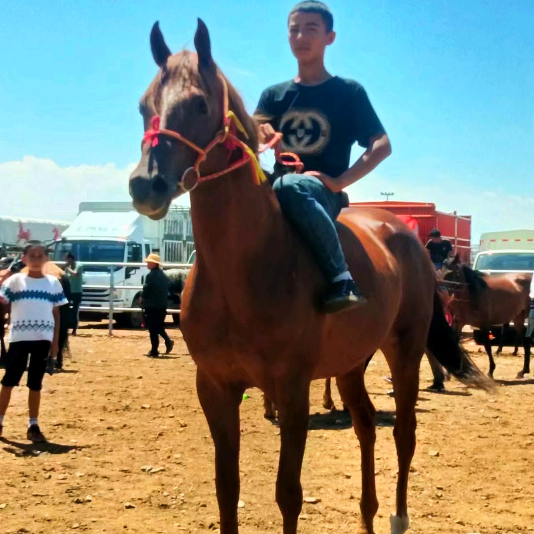 新疆伊犁马牛代办小木🐴
