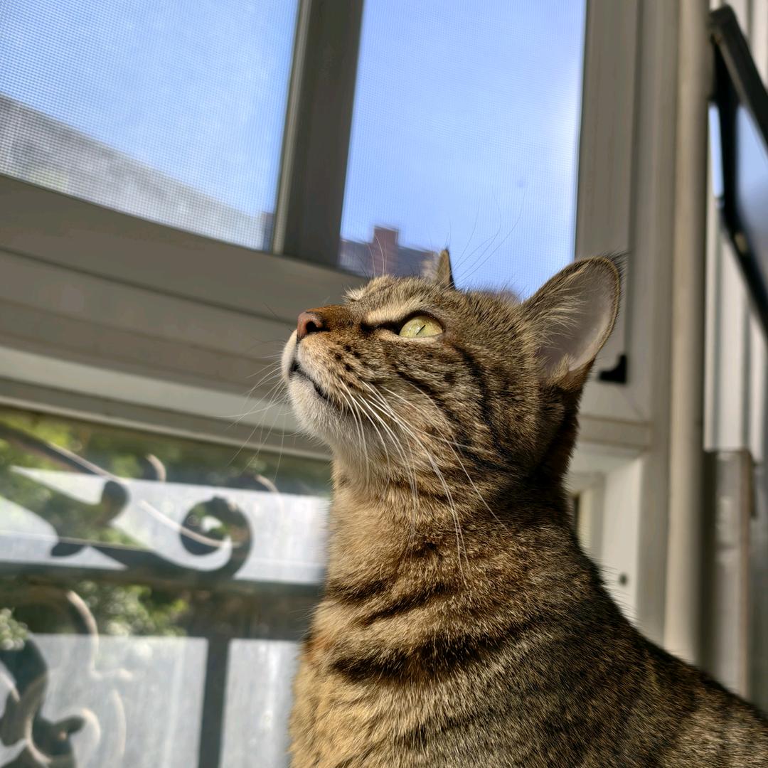 霜霜是猫