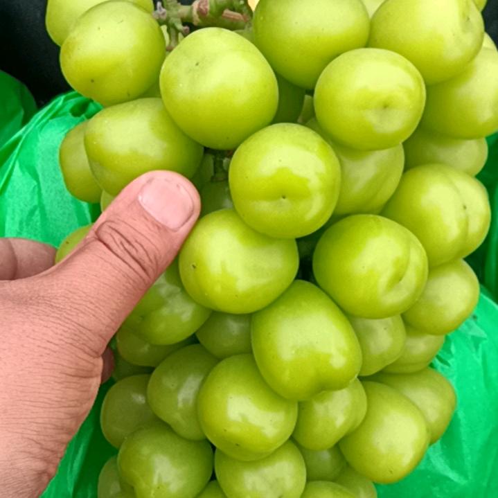 果蔬(ԅ虎子)