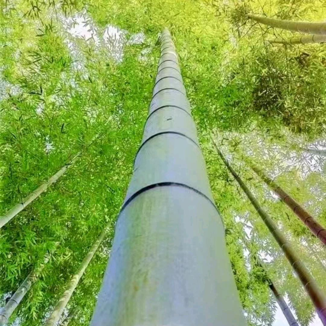 鱼/克星