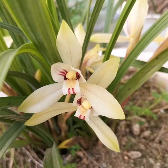 兰花映山红盆景