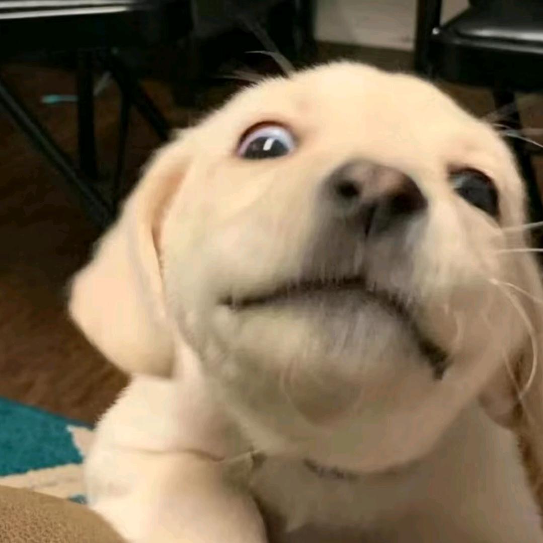 不该用情