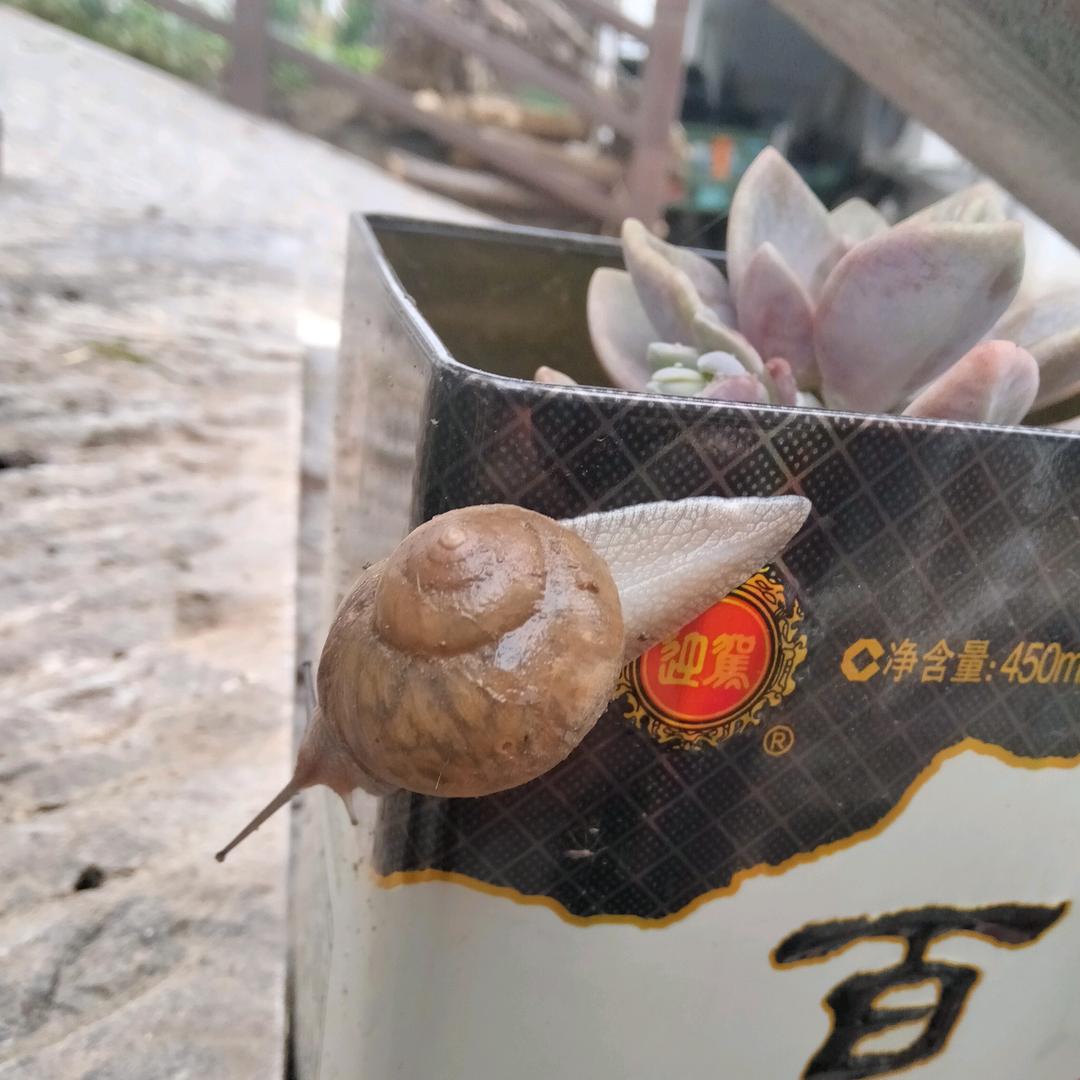 骑着蜗牛看蚂蚁