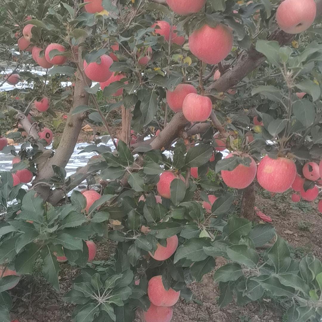 陕西君润鹏辉农业有限公司