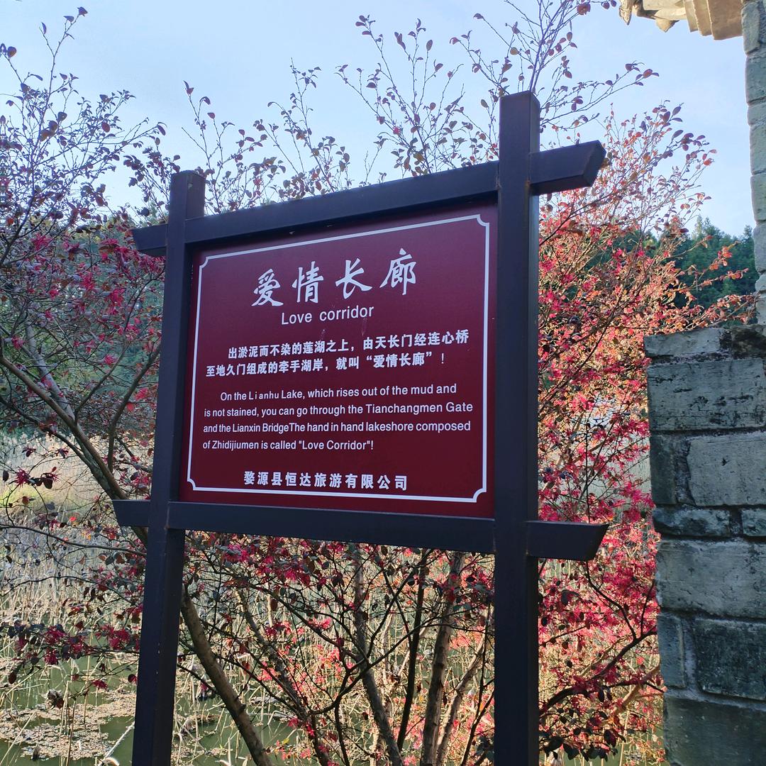 荷花依恋