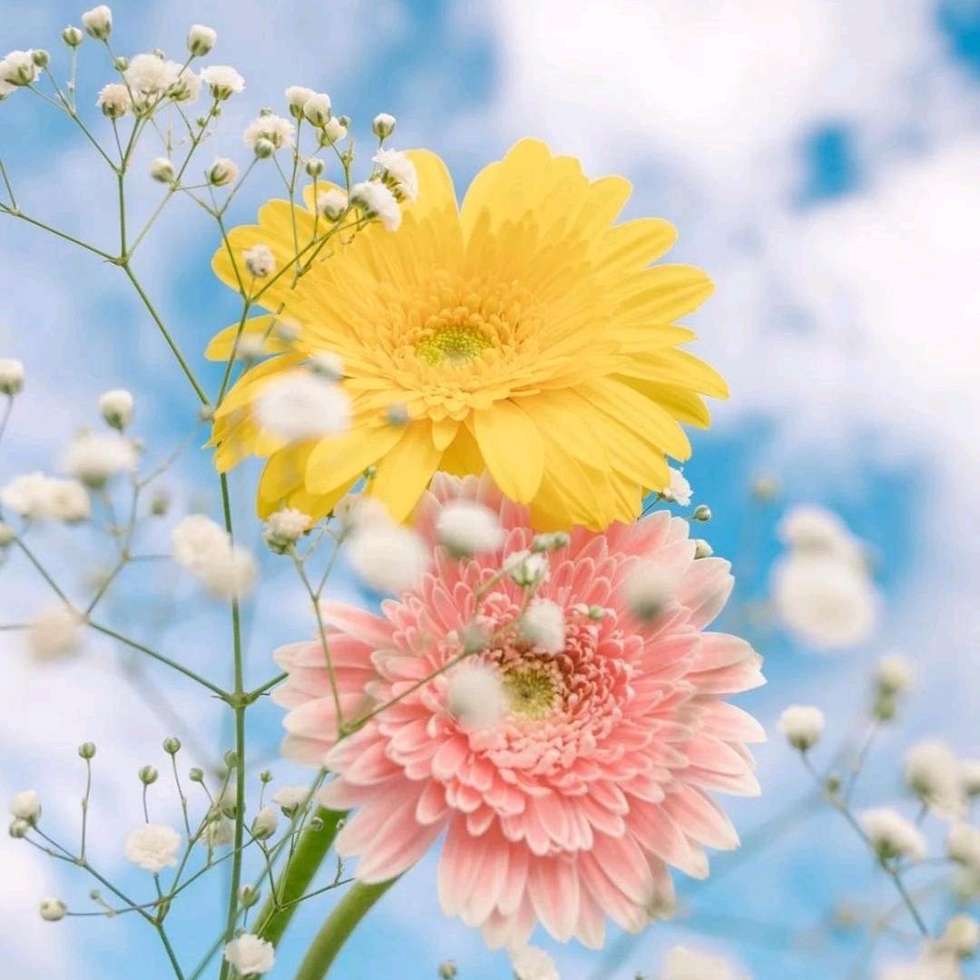 乡村教师— Cici 英语