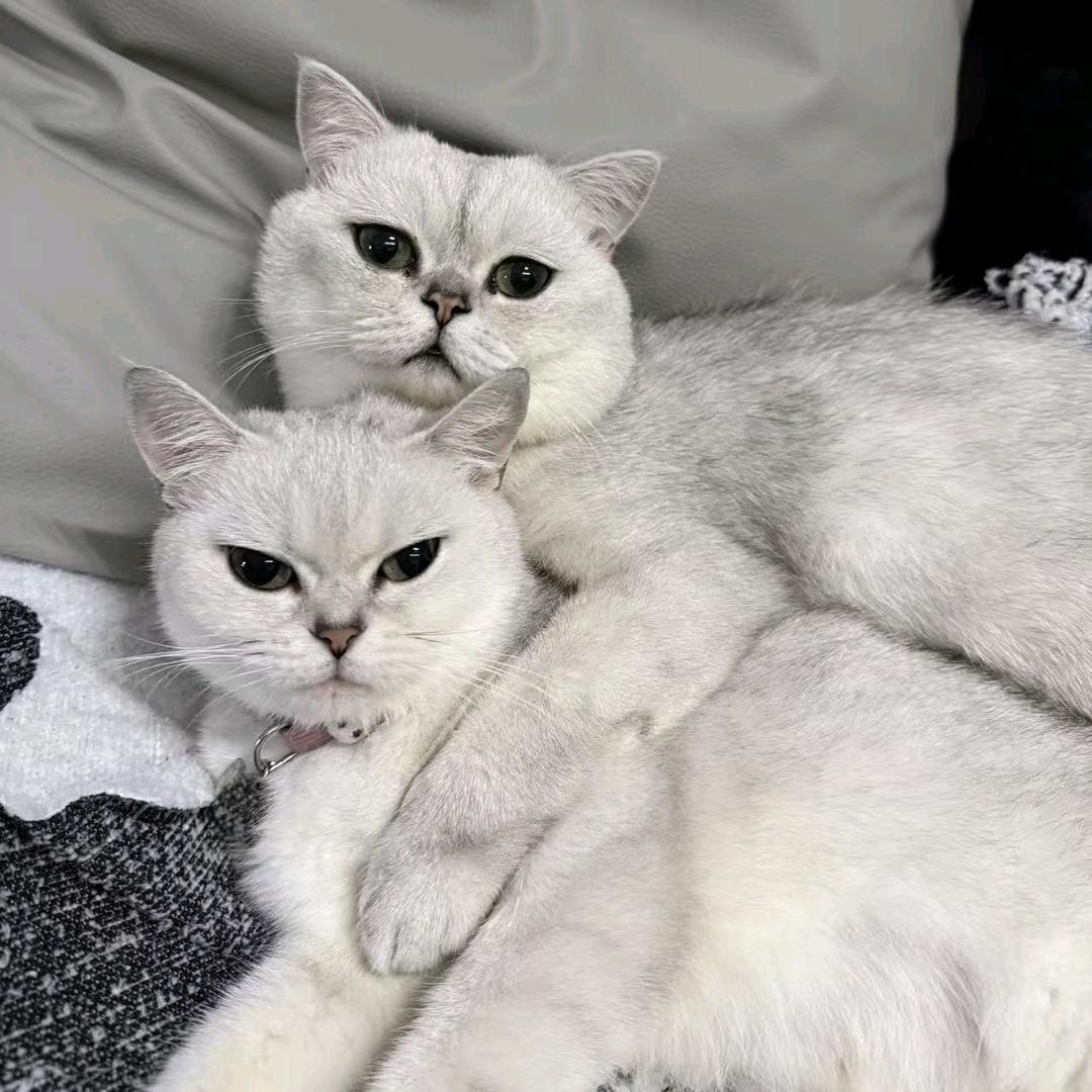 ꪊ༼遗憾℘࿐ᩚ