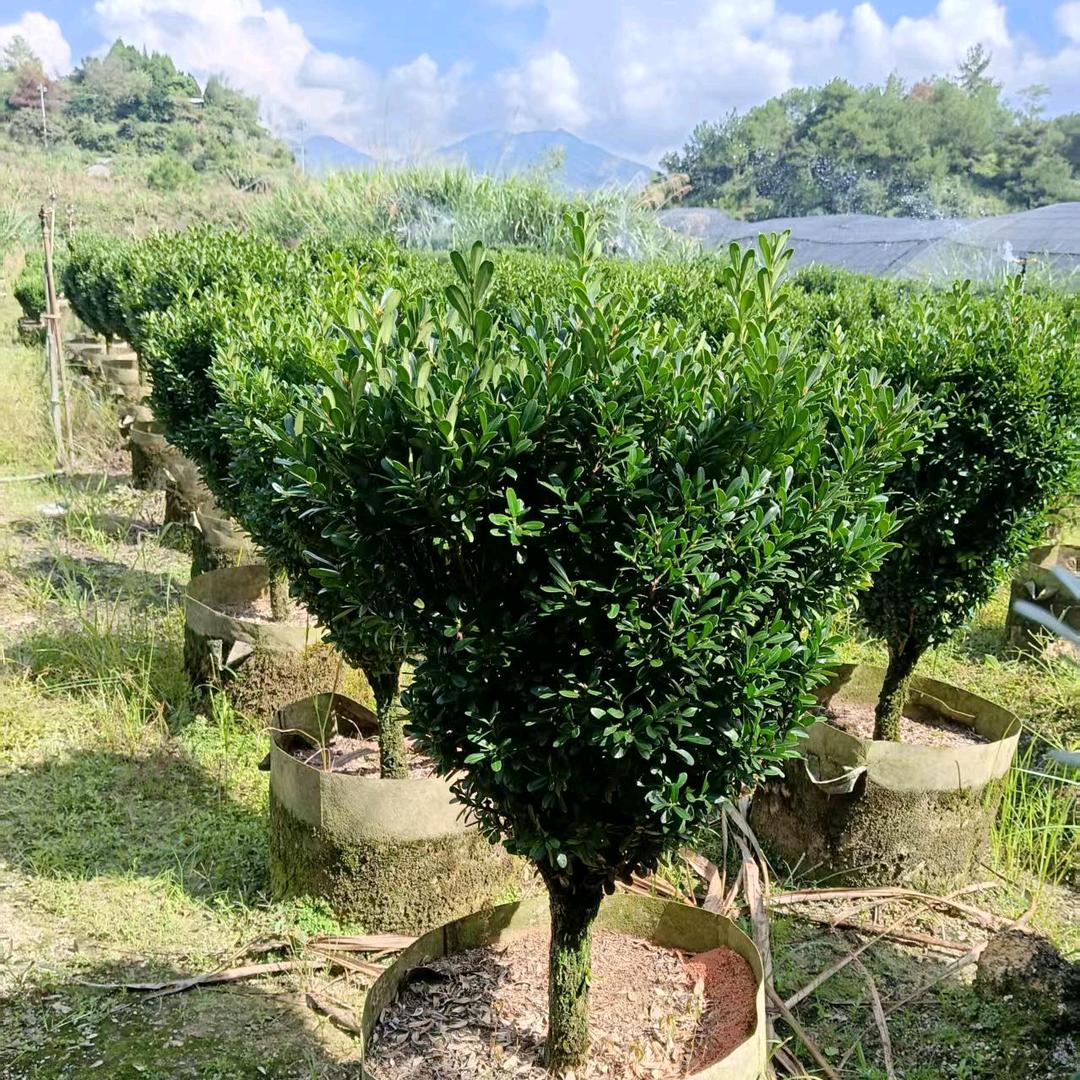 我是别人的叔叔。