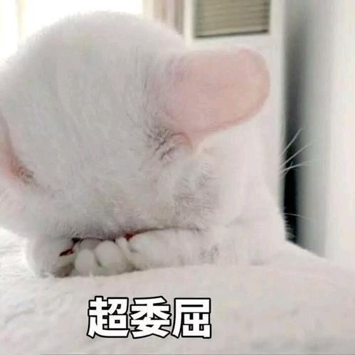 手撕鸡