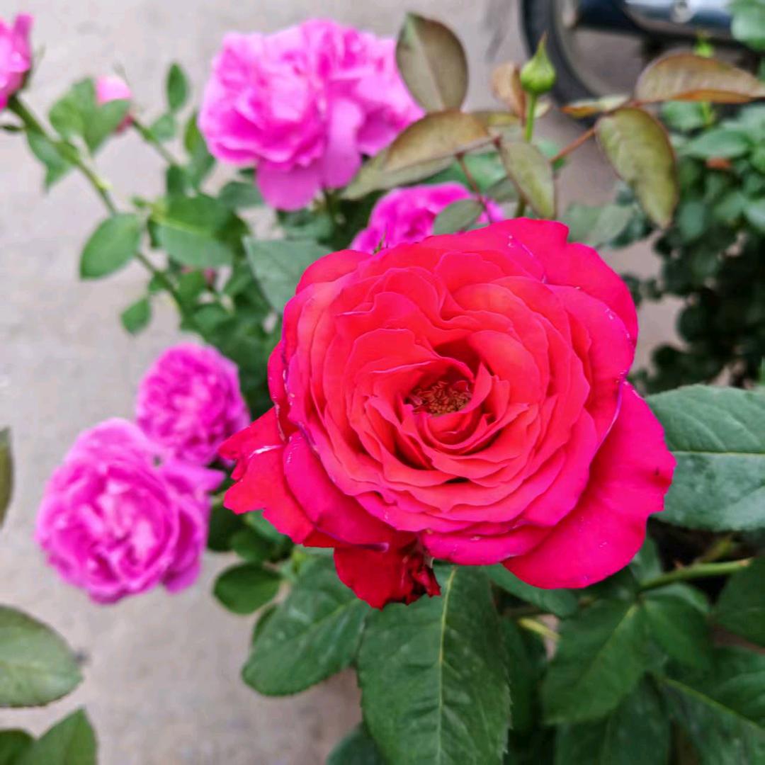 茉莉花