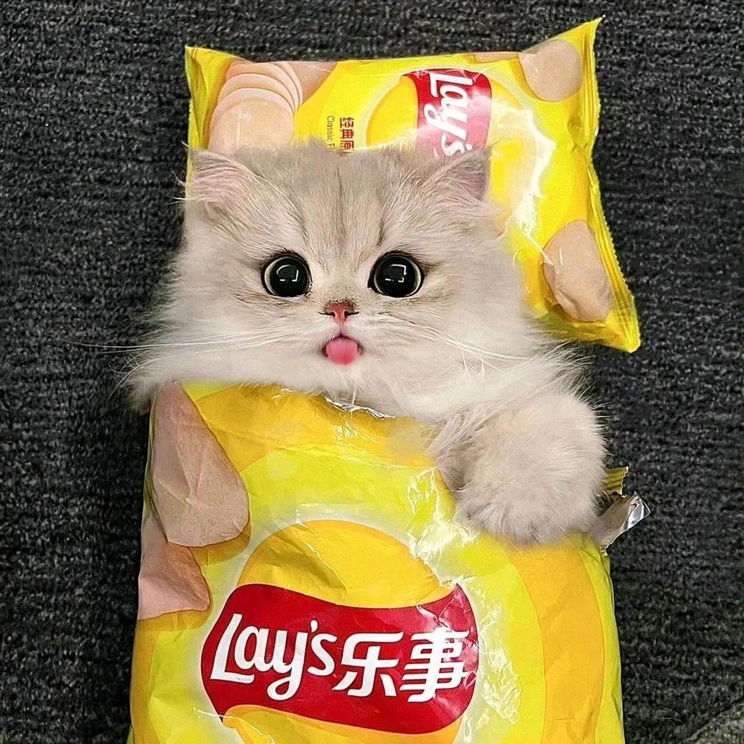 夏栀