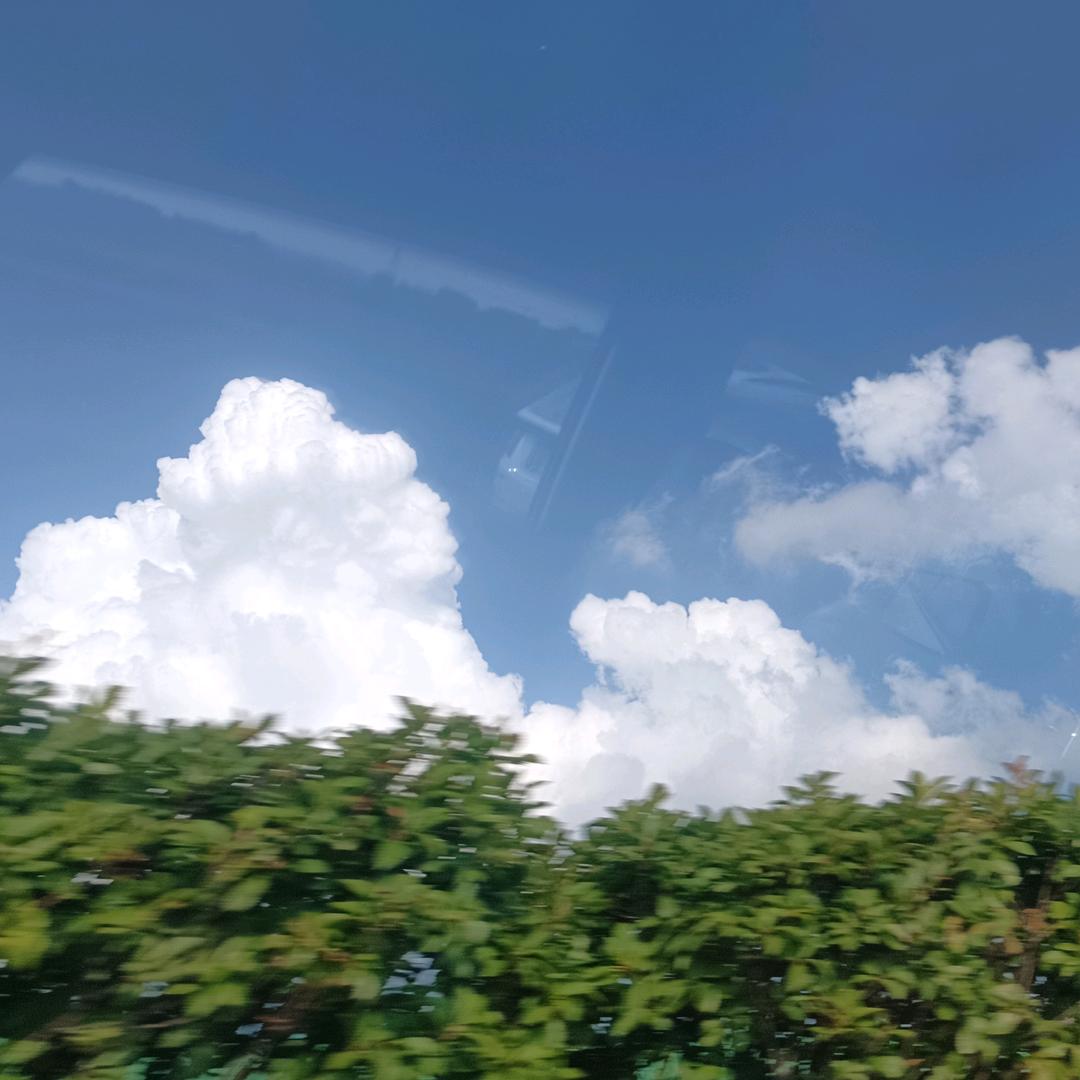 花开半夏