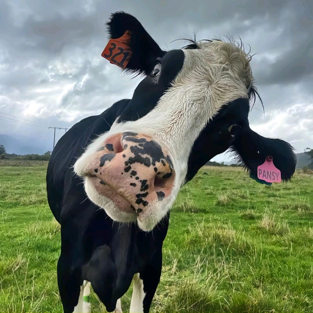 ↓