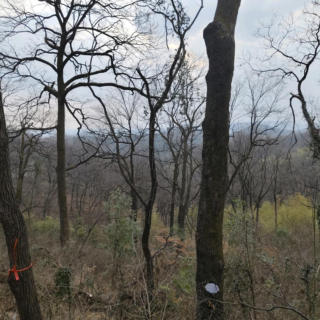 静看飞雪等日出