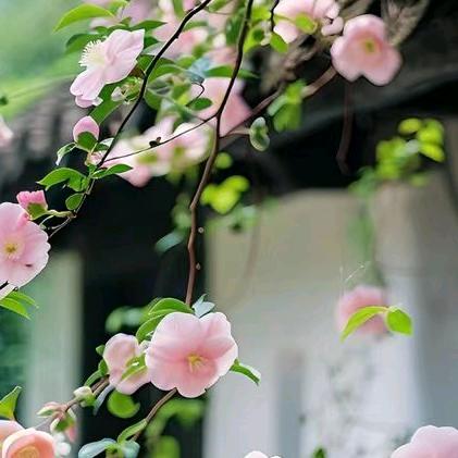 薇薇🌸广西人在深圳