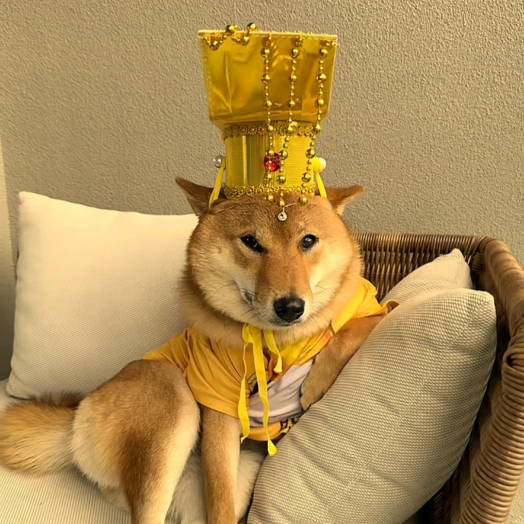 东瓜皮🏸（盼望征地版）