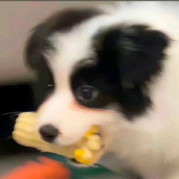 Good猫宁