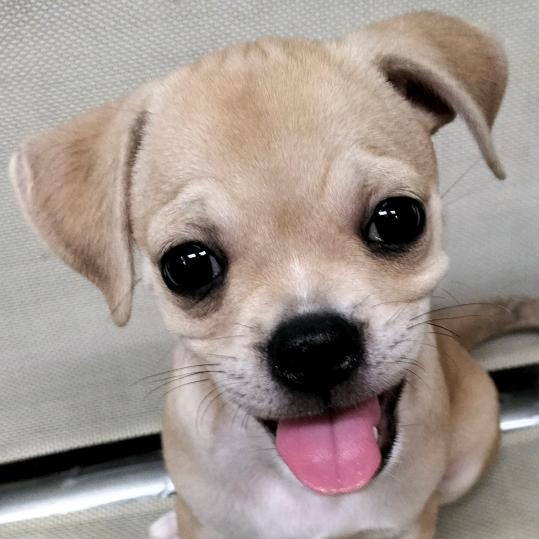 🐕ᰔᩚ.萌萌⍤⃝Lucky. ໌້💫