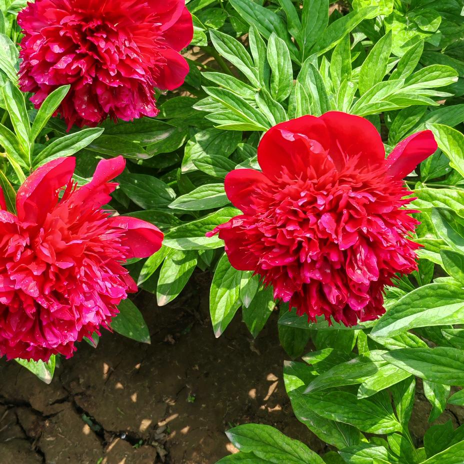 窦玉江，免费设计庭院绿化