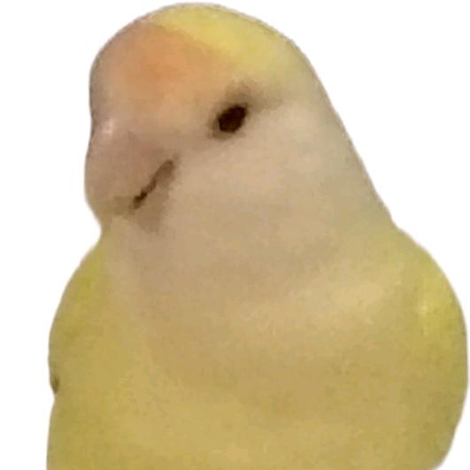 究极生物小鸟