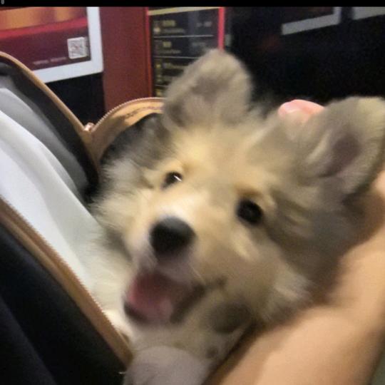 画画的彤锅🥳（接单）