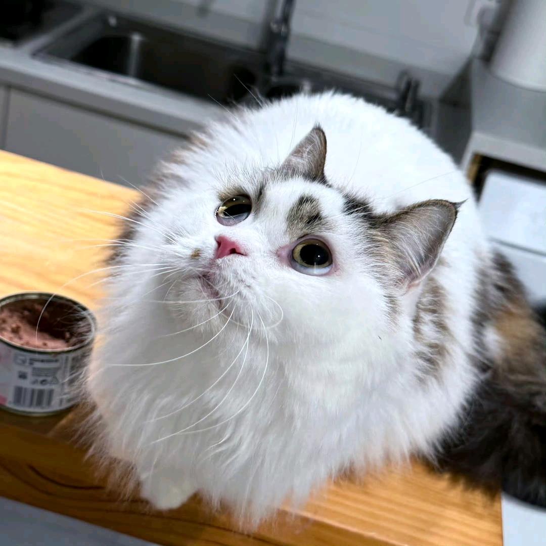 鸨