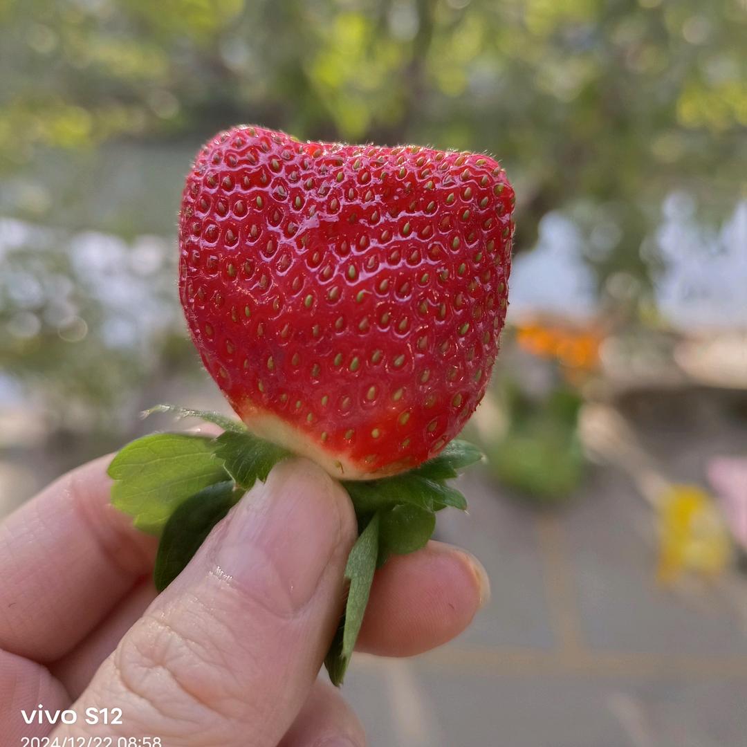 黄花菜凉了