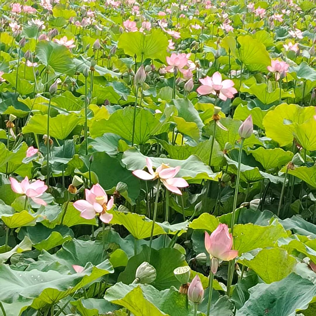 明媚灿烂的阳光