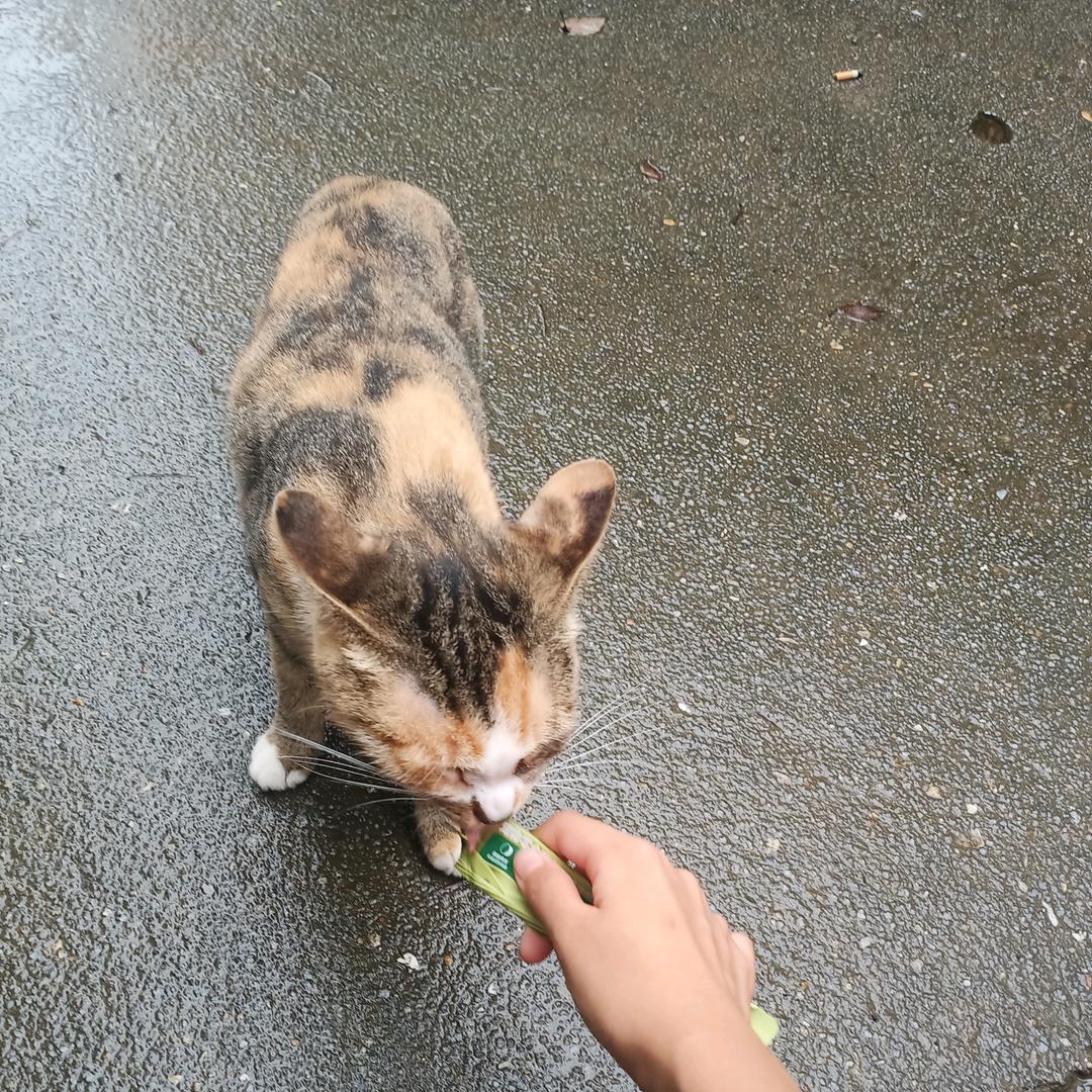 非常漂亮的小黑