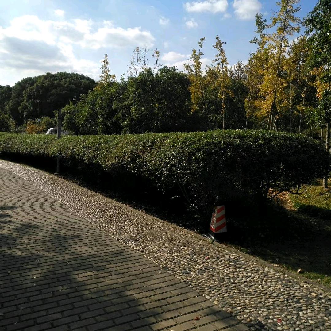 秀芬（互动号）