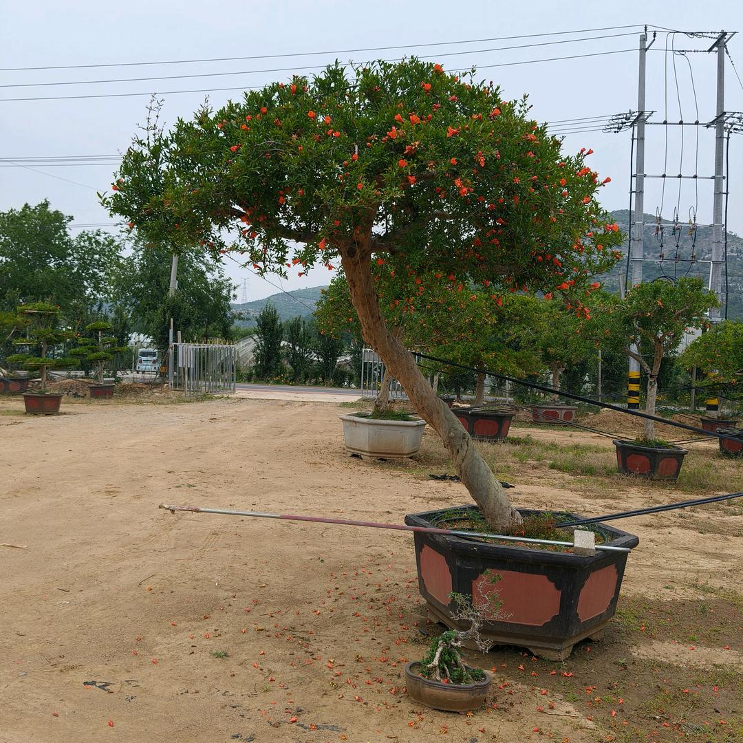 枣庄小艾石榴树