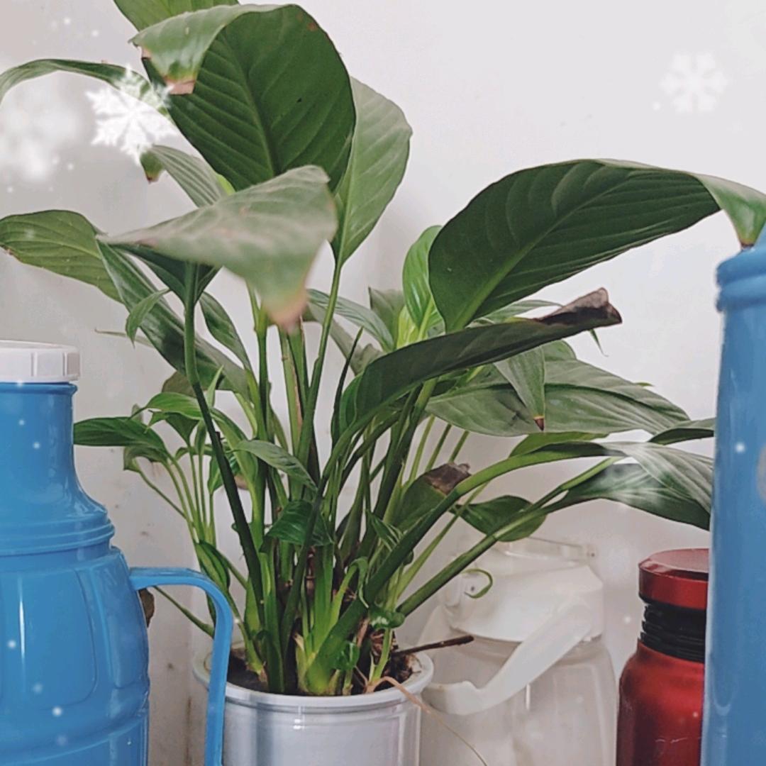 安徽草帽姐爱唱歌🎤