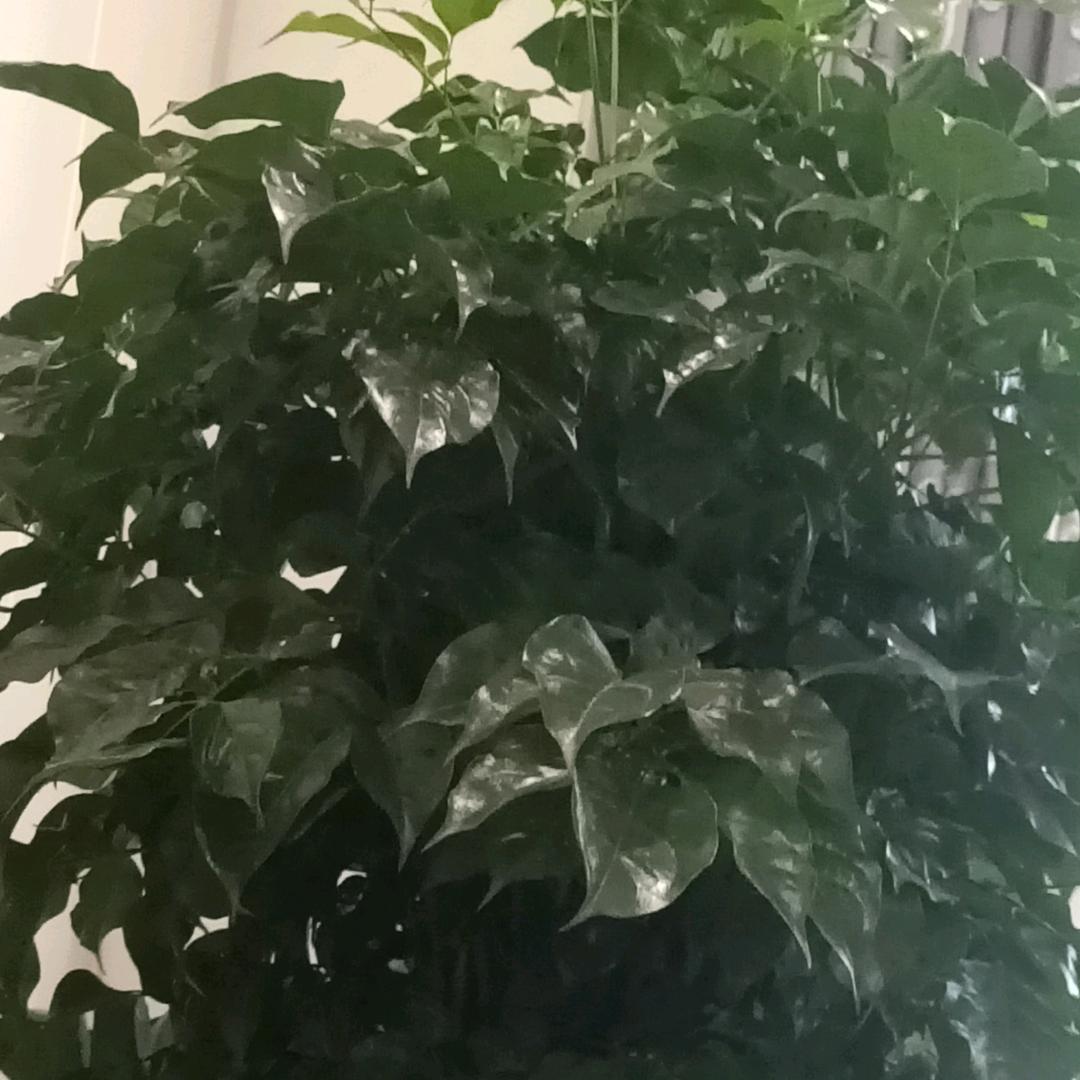 阳妈